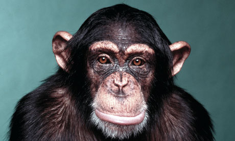 A-chimpanzee-007.jpg